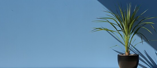 Wall Mural - silhouette of a pandanus tree s shadow on a blue pot with a suitable copy space image