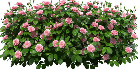 Canvas Print - Beautiful lush bush of pink roses with green leaves