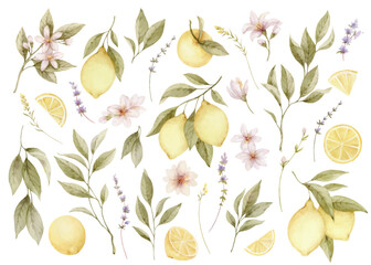 Wall Mural - Watercolor yellow lemons, twigs, slices, flowers and green leaves. Vector set of botanical illustrations isolated on white background. Hand drawn floral .design on white.