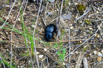 beetle on the ground