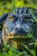 © Fotograf - Close-up shot of an alligator in the grass, perfect for nature-themed projects