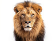 © niwat - Lion - Panthera leo in front of a white background