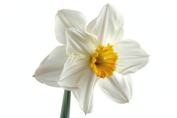Poster - Close up of a white flower with a yellow center, perfect for nature-themed designs