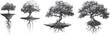 © Ta - A black and white pencil drawing of an oak tree with roots floating on white background