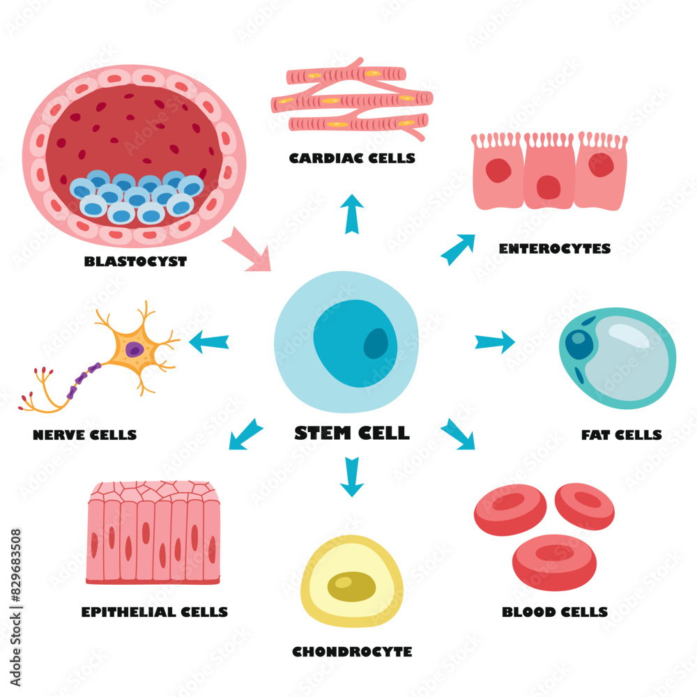 Anatomy Of Human Body Cells Stock Vector | Adobe Stock