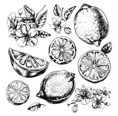 Wall Mural - lemons ink sketch vector set. flowers stems leaves fruits vitamin tonic healthy eating lime fruit, i
