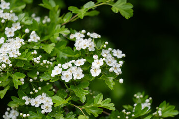 The blossom of a Hawthorn tree, Crataegus monogyna, in spring. Hawthorn (Crataegus oxyacanta) is a medicinal plant. Close-up of the flowers of Crataegus. 