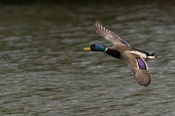 male mallard duck flying close to the pond