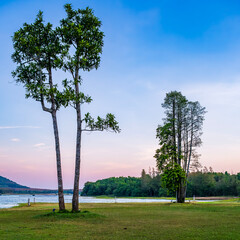 Wall Mural - trees stand near the edge of a lake at sunset with a bench under the tree