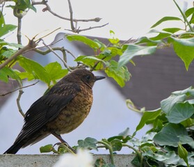 Wall Mural - Brown bird perched on a fence's edge in a garden