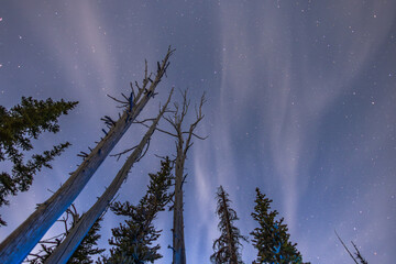 Wall Mural - forest in the night