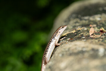 Wall Mural - Common skink (Sphenomorphus) basking on a sunlit rock