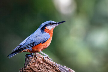 Chestnut bellied nuthatch in Sattal, Uttarakhand, India