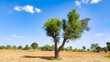 © Thana - Prosopis Cineraria (Khejari) tree in the dessert field with blue sky