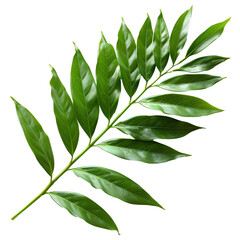Wall Mural - Bamboo leaf PNG. Green luscious bamboo leaf as panda food PNG. Lance-shaped leaf isolated. Green bamboo leaf top view flat lay PNG