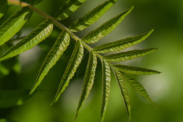 a close up shot of a plant with green leaves on it