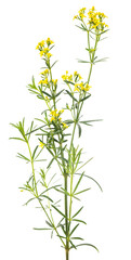 Wall Mural - Lady's bedstraw flowers