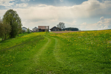 Wall Mural - Spacious rural farm field on a sunny day