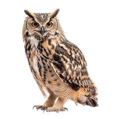 Wall Mural - Owl side view full body isolate  on transparency background PNG