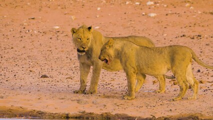 Wall Mural - two young male lions (panthera leo) playing