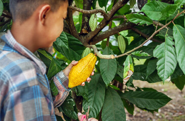 Sticker - Ripe yellow  cacao fruit, agriculture yellow ripe cacao pods in the hands of a boy farmer, harvested in a cacao plantation