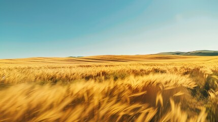 Poster - Golden wheat fields swaying gently in the breeze under a clear blue sky. The fields stretch as far as the eye can see, symbolizing abundance and prosperity.