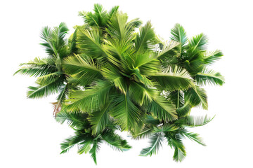 Top view of a palm tree isolated on transparent background