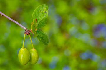 Close-up of green berries hanging from a branch with lush green leaves. The background is a vibrant green blur, providing ample