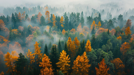 Wall Mural - Misty autumn forest with vibrant fall foliage and evergreen trees