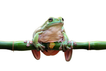Wall Mural - dumpy frog 