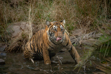 Wall Mural - Amur Tiger, Panthera tigris altaica, rests lying down and observes the surroundings