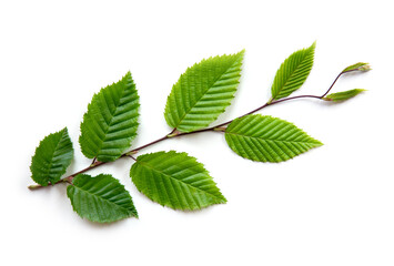 Canvas Print - green leaves on a beech branch isolated on white background.