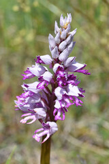 Poster - Wild orchid military orchid (Orchis militaris) in flower