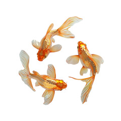 Wall Mural - Three goldfish swimming in a circle