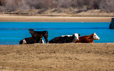 Wall Mural - A herd of cows graze in a pasture on a green meadow. Animal husbandry and organic food concept.