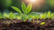 © mdaktaruzzaman - World environment day, A vibrant green seedling with multiple leaves growing in rich, dark soil, illuminated by warm sunlight in a blurred background