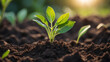 © mdaktaruzzaman - World environment day, A vibrant green seedling with multiple leaves growing in rich, dark soil, illuminated by warm sunlight in a blurred background