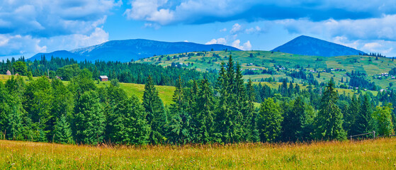 Wall Mural - Panorama of meadow with wildflowers and conifer forest, Carpathians, Ukraine