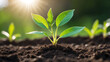 © mdaktaruzzaman - World environment day, A vibrant green seedling with multiple leaves growing in rich, dark soil, illuminated by warm sunlight in a blurred background