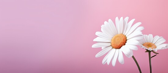 Poster - On a neutral pink background there is a beautiful chamomile daisy flower with copy space image