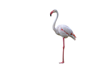 Poster - Beautiful flamingo isolated transparent background png file
