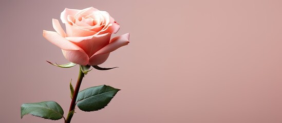 Aufkleber - Copy space image of a beautiful pink rose