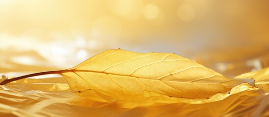 Poster - A background with a shiny texture resembling gold foil on a yellow leaf is displayed in the copy space image