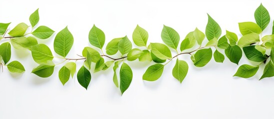 Poster - Leaves against a white background providing ample copy space for text or images