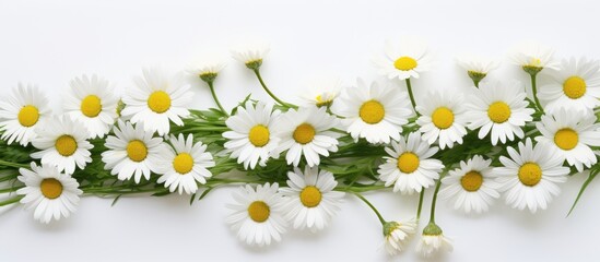 Poster - A delightful copy space image of isolated daisy flowers on a plain background