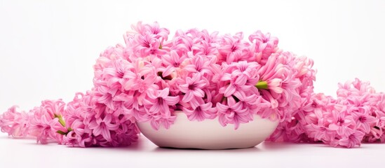 Poster - A beautiful pink hyacinth is displayed in a fresh hyacinth basket set against a white background with copy space image