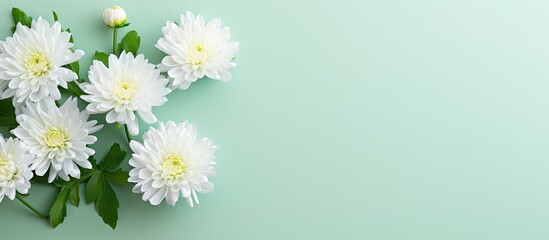 Poster - The mint background offers a copy space image with a top down view of a white chrysanthemum It is presented in a flat lay style