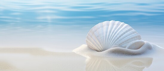 Poster - A partially buried calcified seashell dried and weathered rests in the pristine white sand of the beach Tidal ripples add to the beauty of the scene creating a serene copy space image