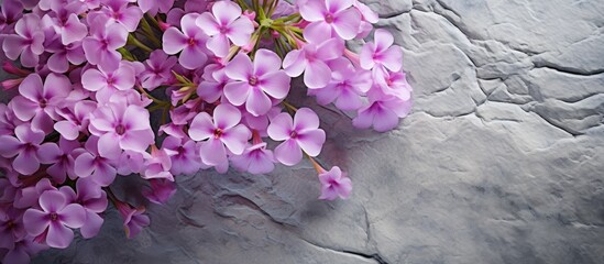Aufkleber - A macro shot of Phlox flowers placed on a textured stone background offers an inviting copy space image for creating floral spring and summer themed borders perfect for greeting cards and holiday des