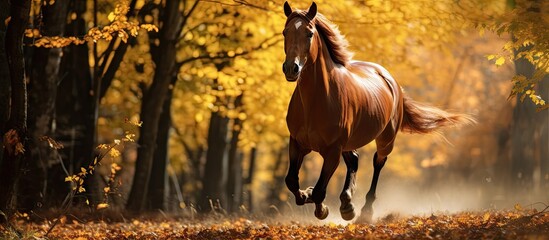 Poster - Autumnal scene showcasing a chestnut horse gracefully galloping in the open air against a backdrop of vibrant foliage Abundant space available for images. with copy space image